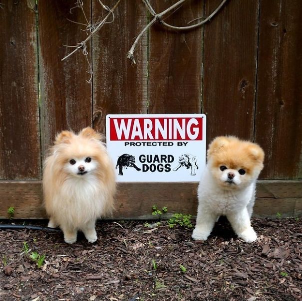 Illustration de l'article : 15 affiches d’alerte aux chiens dangereux qui ne le sont pas vraiment