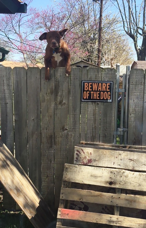 Illustration de l'article : 15 affiches d’alerte aux chiens dangereux qui ne le sont pas vraiment