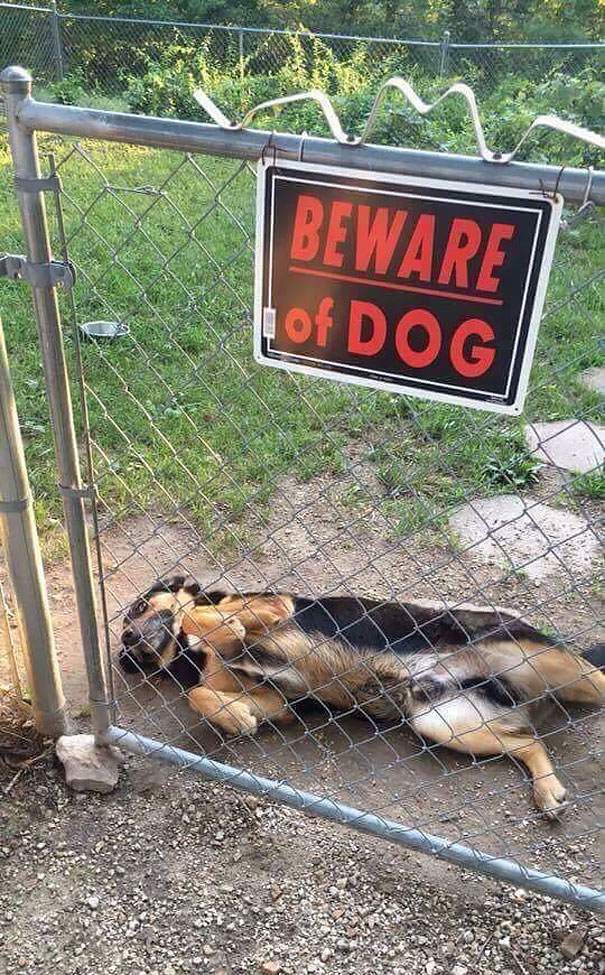 Illustration de l'article : 15 affiches d’alerte aux chiens dangereux qui ne le sont pas vraiment
