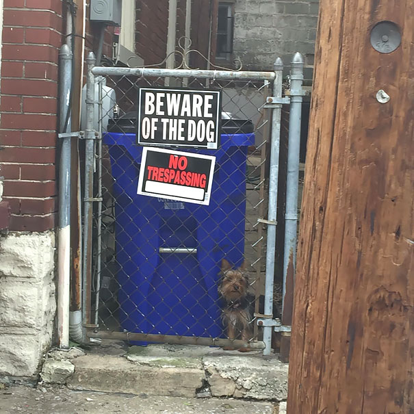 Illustration de l'article : 15 affiches d’alerte aux chiens dangereux qui ne le sont pas vraiment
