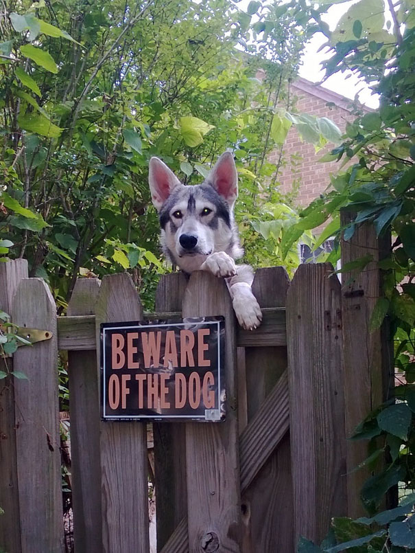 Illustration de l'article : 15 affiches d’alerte aux chiens dangereux qui ne le sont pas vraiment