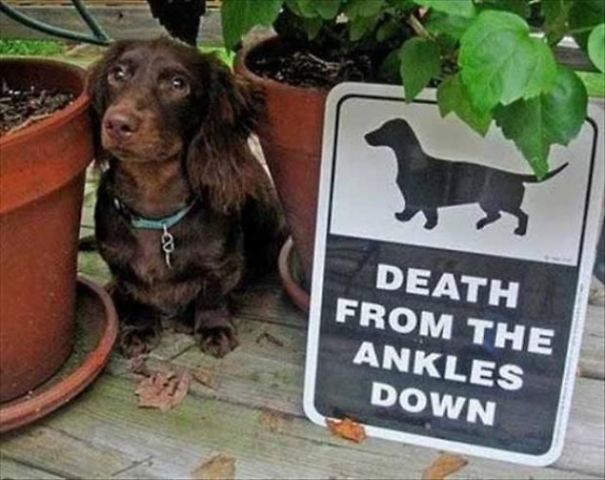 Illustration de l'article : 15 affiches d’alerte aux chiens dangereux qui ne le sont pas vraiment