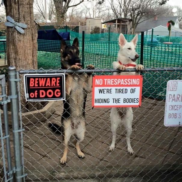 Illustration de l'article : 15 affiches d’alerte aux chiens dangereux qui ne le sont pas vraiment