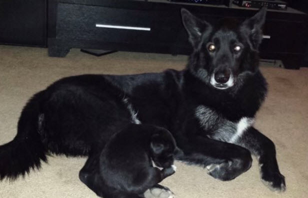 Etats Unis Les Autorités Leur Confisquent Leur Chien