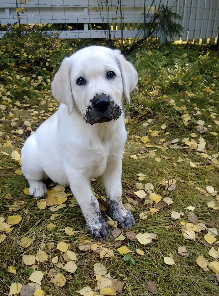 Illustration de l'article : 13 photos qui prouvent que vous ne devriez jamais laisser votre chien jouer dans la boue