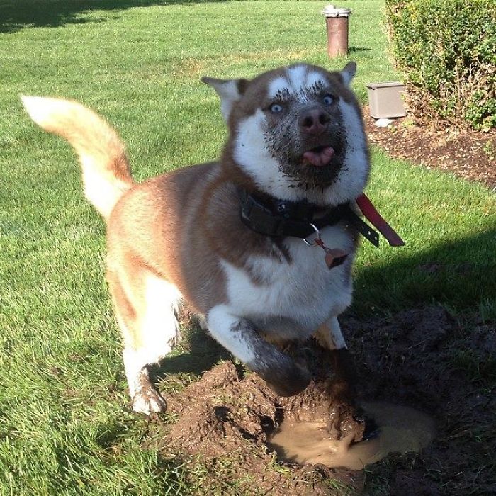 Illustration de l'article : 13 photos qui prouvent que vous ne devriez jamais laisser votre chien jouer dans la boue