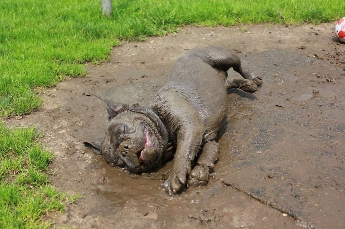 Illustration de l'article : 13 photos qui prouvent que vous ne devriez jamais laisser votre chien jouer dans la boue