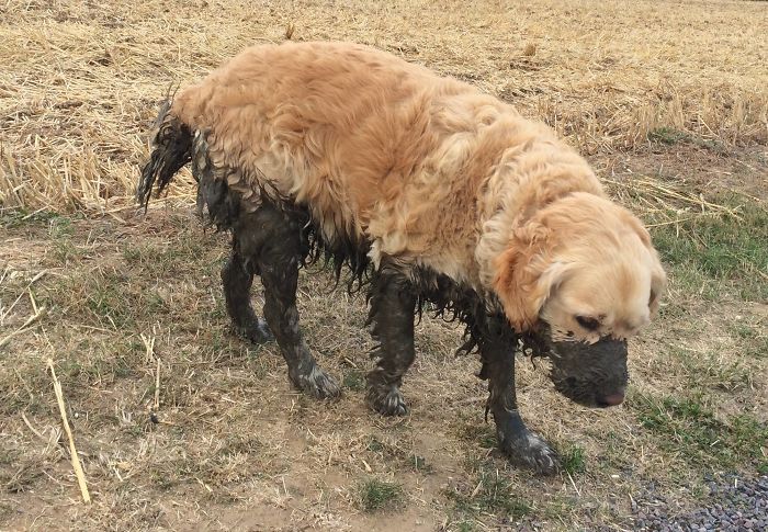 Illustration de l'article : 13 photos qui prouvent que vous ne devriez jamais laisser votre chien jouer dans la boue