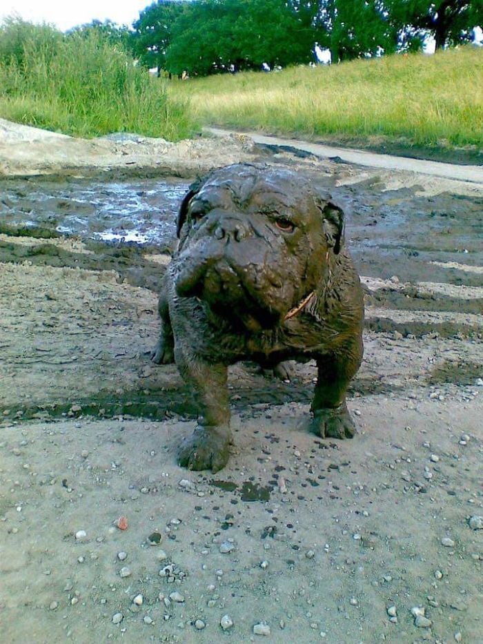 Illustration de l'article : 13 photos qui prouvent que vous ne devriez jamais laisser votre chien jouer dans la boue