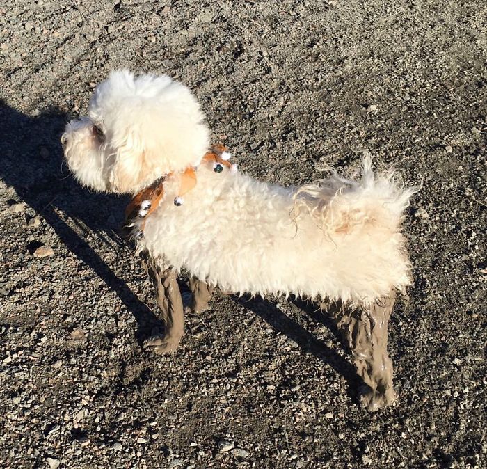 Illustration de l'article : 13 photos qui prouvent que vous ne devriez jamais laisser votre chien jouer dans la boue