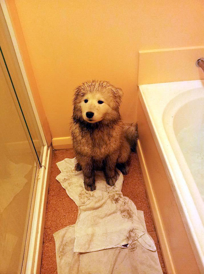 Illustration de l'article : 13 photos qui prouvent que vous ne devriez jamais laisser votre chien jouer dans la boue