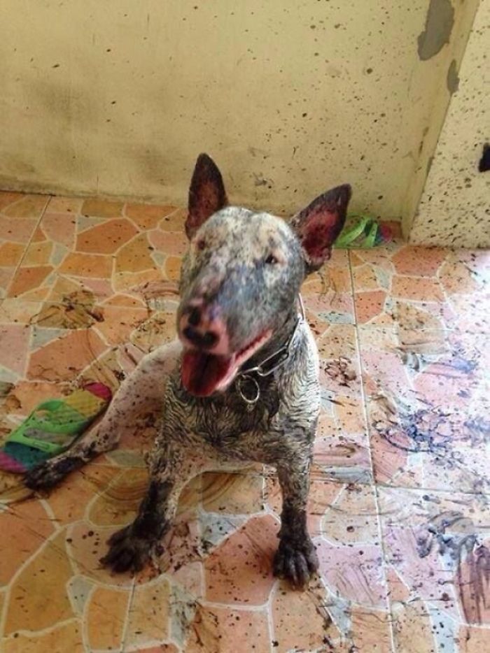 Illustration de l'article : 13 photos qui prouvent que vous ne devriez jamais laisser votre chien jouer dans la boue