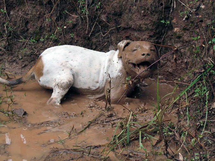 Illustration de l'article : 13 photos qui prouvent que vous ne devriez jamais laisser votre chien jouer dans la boue