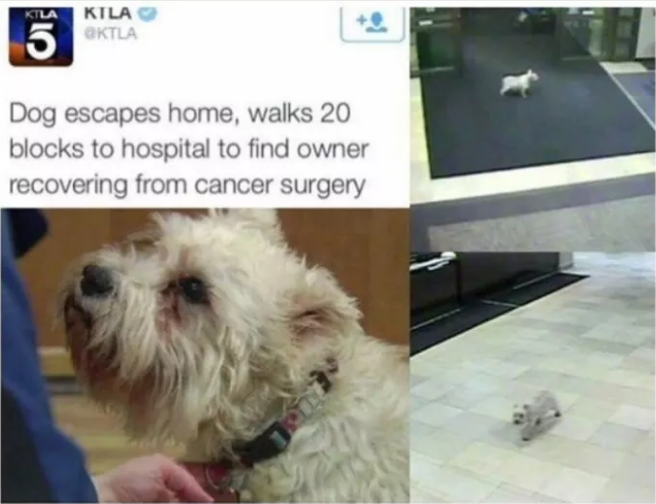 Illustration de l'article : 10 photos qui prouvent à quel point les chiens sont bons