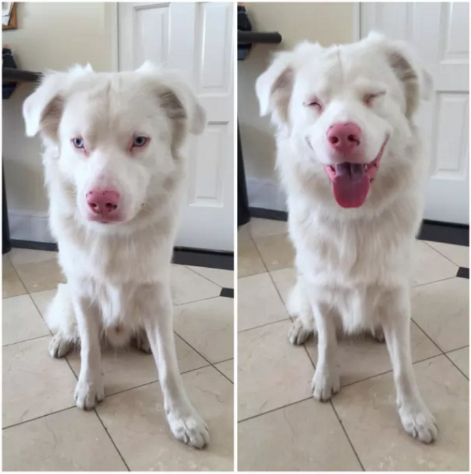 Illustration de l'article : 10 photos qui prouvent à quel point les chiens sont bons