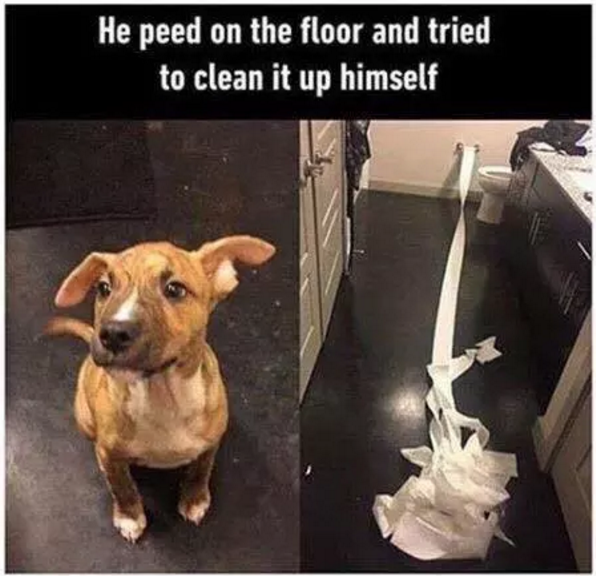 Illustration de l'article : 10 photos qui prouvent à quel point les chiens sont bons