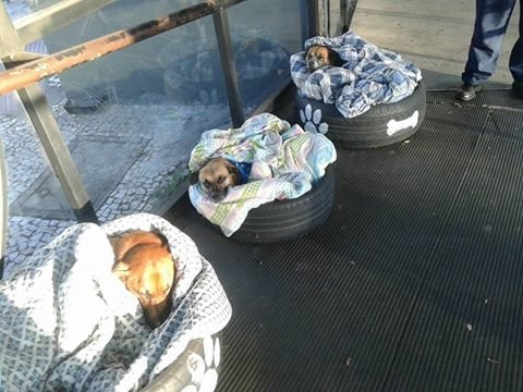 Illustration de l'article : Une station de bus accueille des chiens errants en période de froid