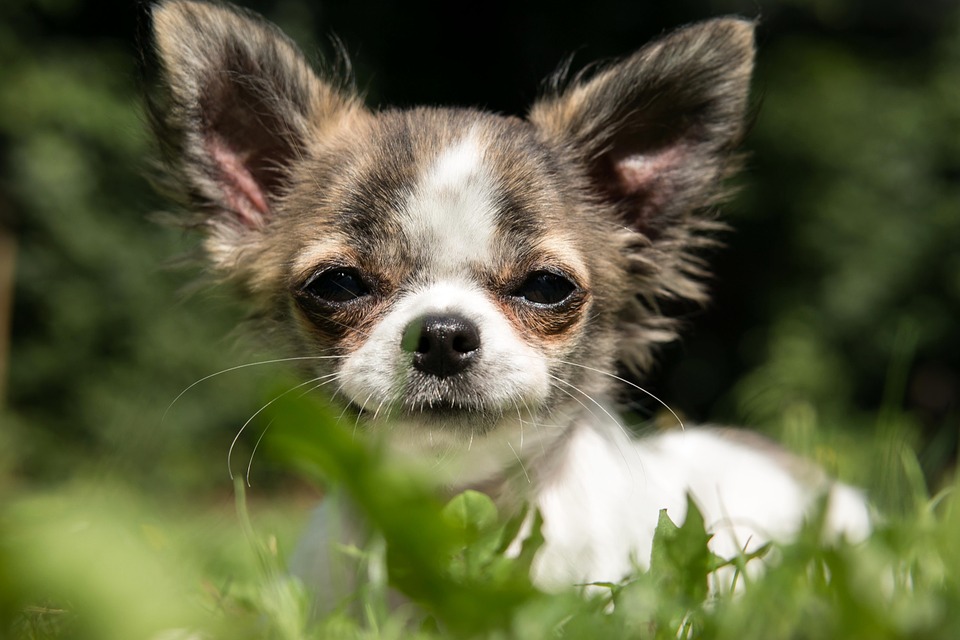 Illustration de l'article : Riket, le Chihuahua kidnappé a été retrouvé !