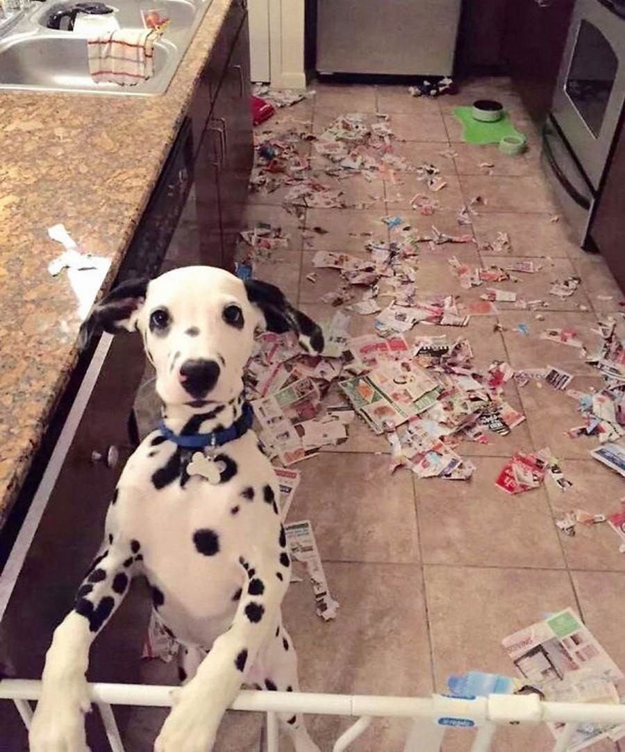 Illustration de l'article : 15 photos de chiens pris en flagrant délit