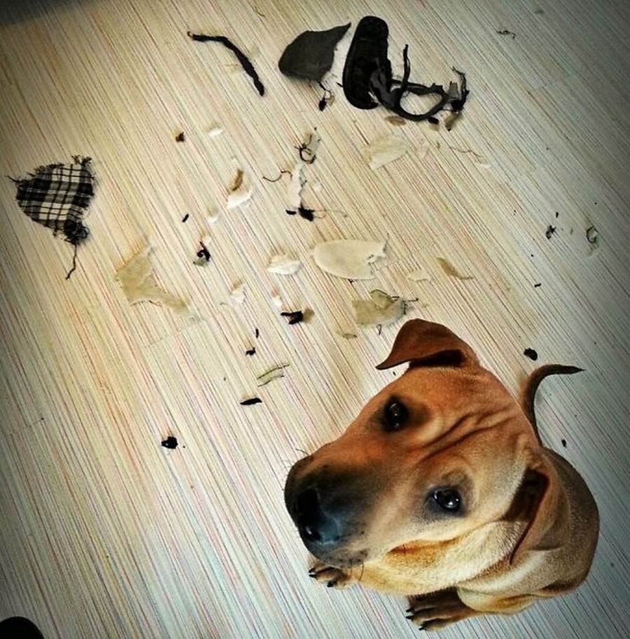 Illustration de l'article : 15 photos de chiens pris en flagrant délit