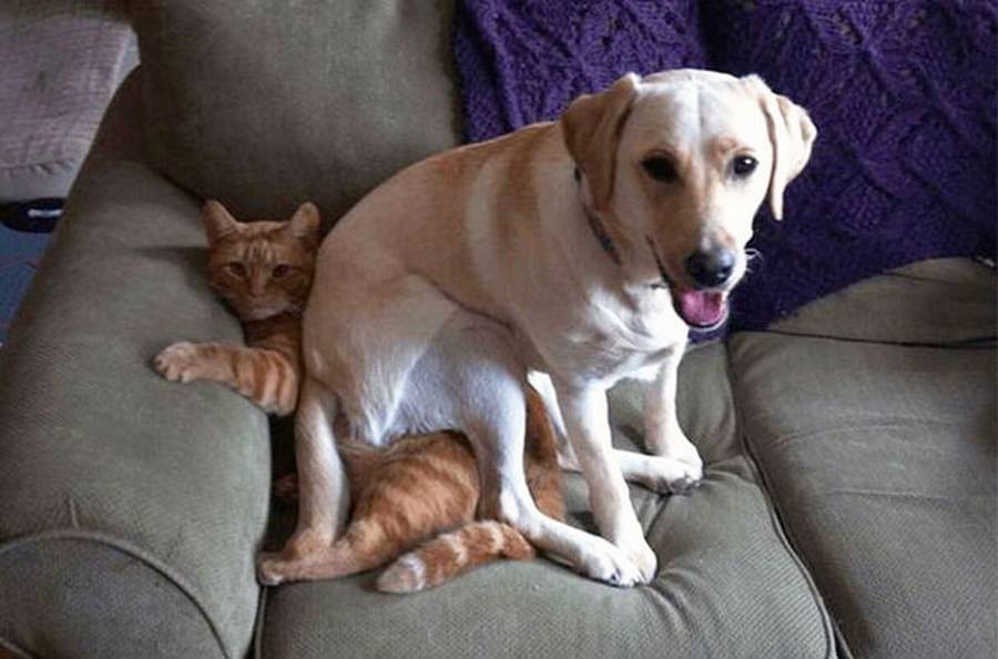 Illustration de l'article : 15 photos de chiens pris en flagrant délit