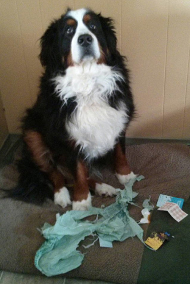 Illustration de l'article : 15 photos de chiens pris en flagrant délit