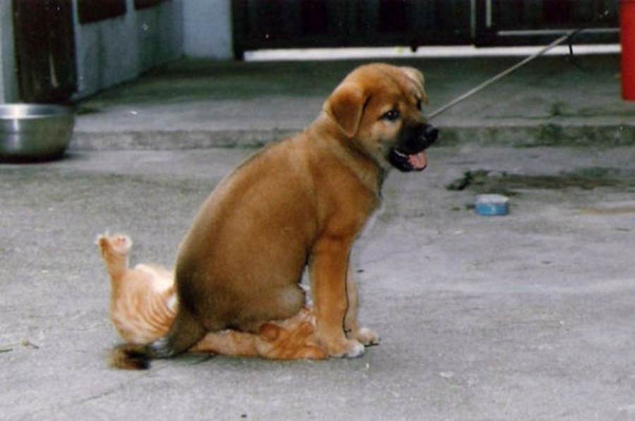 Illustration de l'article : 15 photos de chiens pris en flagrant délit