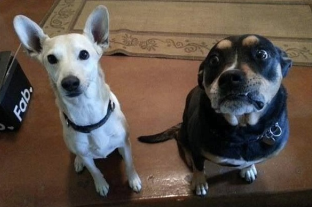 Illustration de l'article : 15 photos de chiens pris en flagrant délit