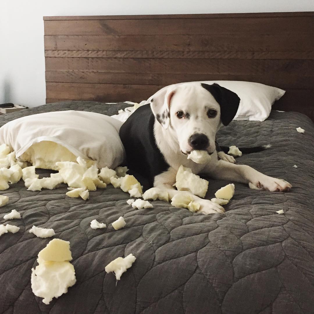 Illustration de l'article : 15 photos de chiens pris en flagrant délit