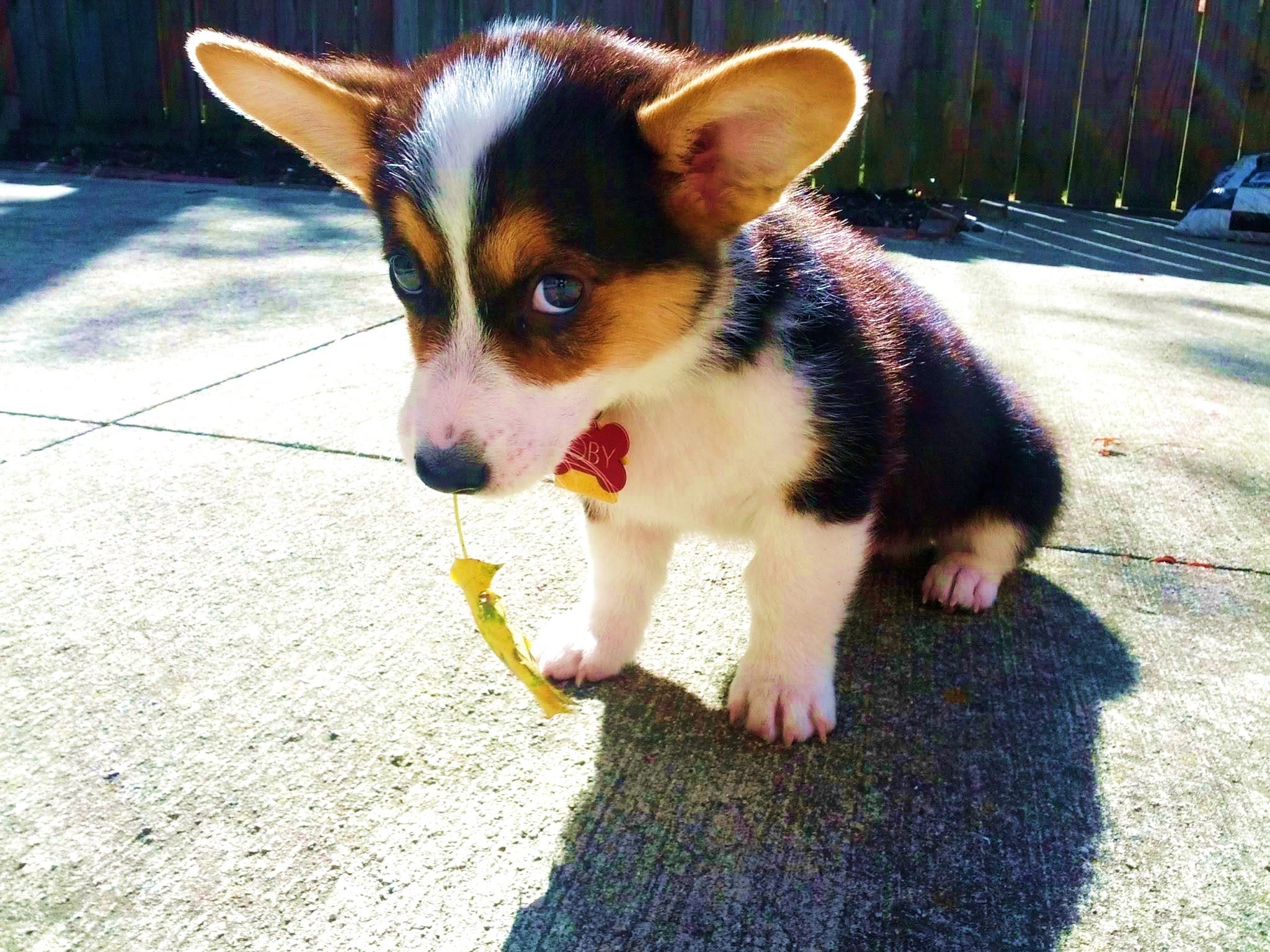 Illustration de l'article : 15 photos de chiens pris en flagrant délit