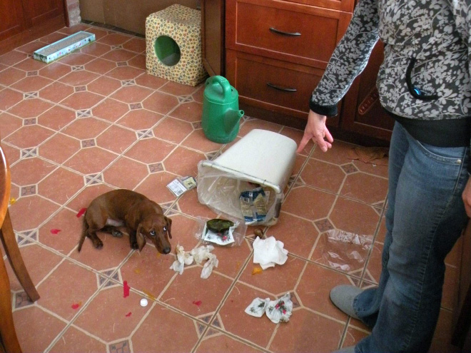 Illustration de l'article : 15 photos de chiens pris en flagrant délit