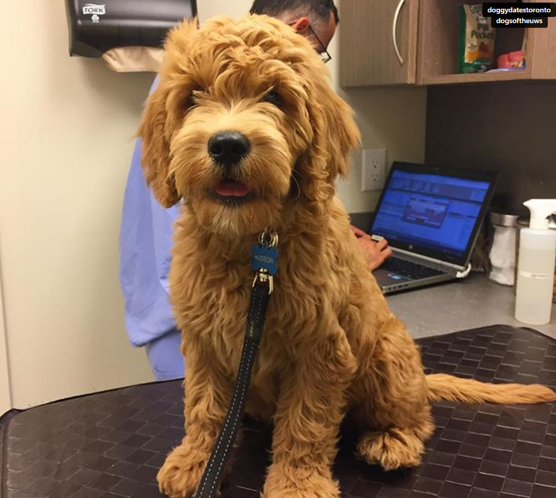Illustration de l'article : 5 problèmes de santé de votre chien que vous pouvez prévenir avant d'aller chez le vétérinaire !