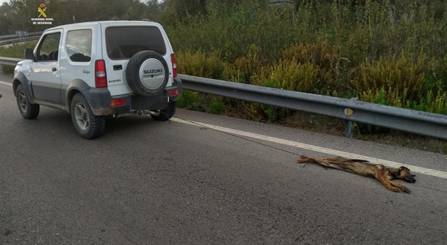 Illustration de l'article : Espagne : Un conducteur arrêté après avoir traîné son chien sur plusieurs kilomètres