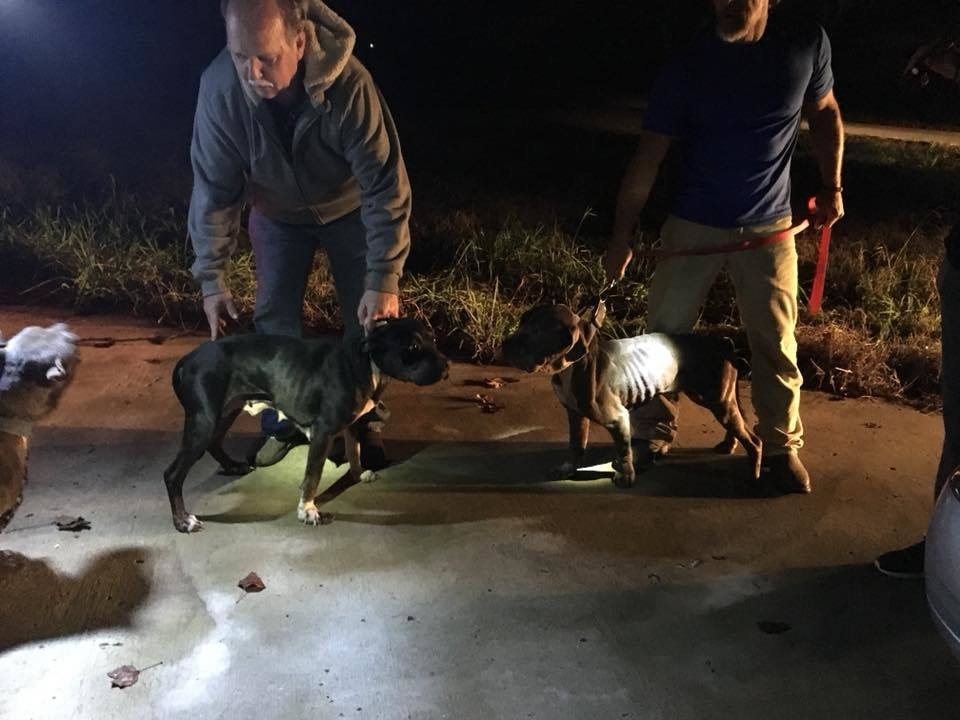 Illustration de l'article : Etats-Unis : 2 Pitbulls morts et 3 autres dans un état de santé alarmants trouvés dans une maison abandonnée