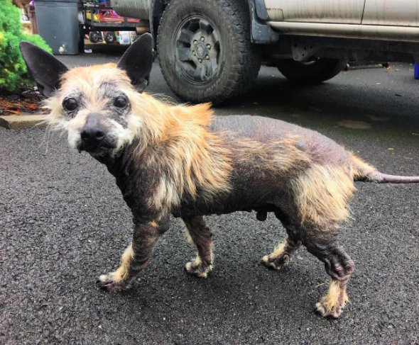 Illustration de l'article : Un chien en triste état leur coupe la route. Ils décident de lui venir en aide