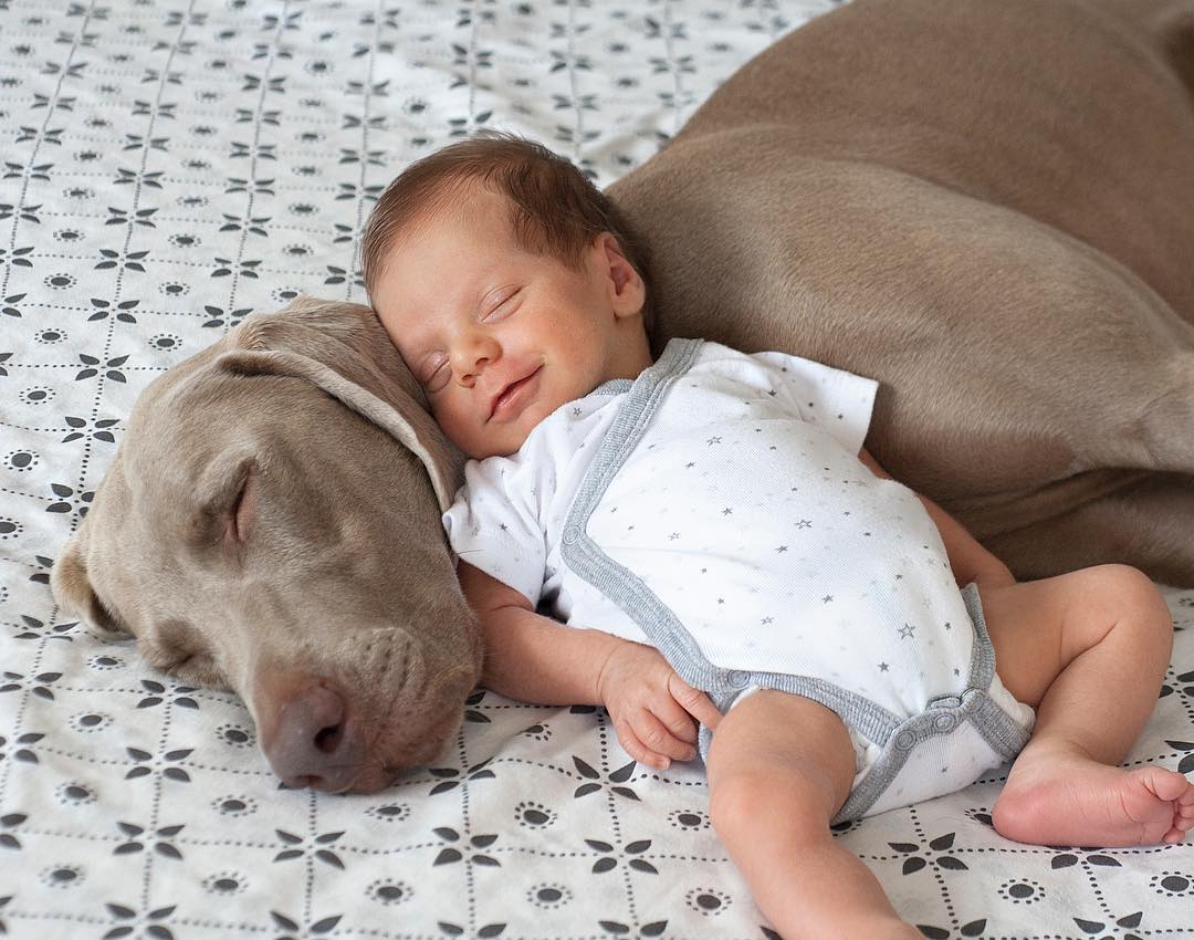 Illustration de l'article : Des propriétaires photographient la complicité entre leurs chien et leur enfant