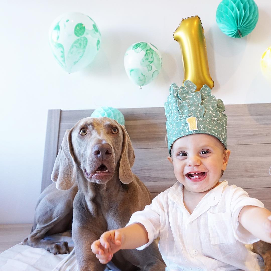 Illustration de l'article : Des propriétaires photographient la complicité entre leurs chien et leur enfant