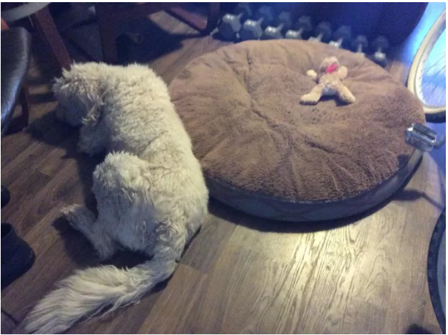 Illustration de l'article : 13 photos de chiens qui se sont fait voler leur couchage