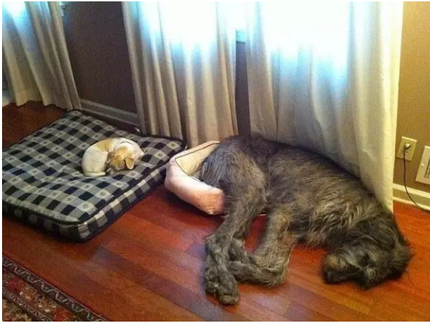 Illustration de l'article : 13 photos de chiens qui se sont fait voler leur couchage