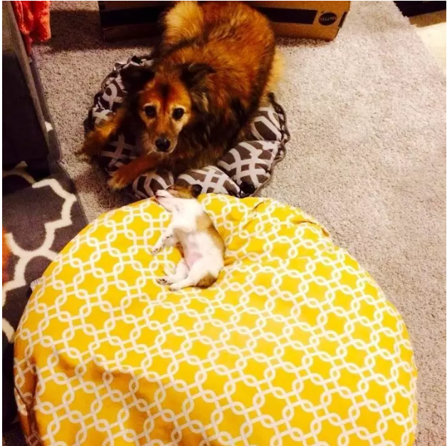 Illustration de l'article : 13 photos de chiens qui se sont fait voler leur couchage