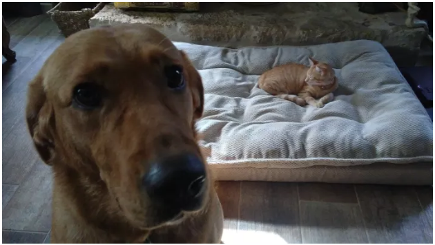 Illustration de l'article : 13 photos de chiens qui se sont fait voler leur couchage