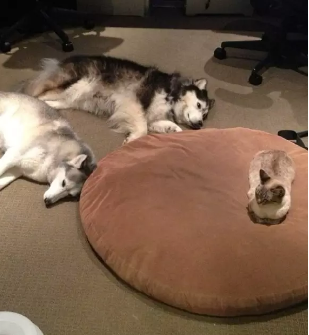Illustration de l'article : 13 photos de chiens qui se sont fait voler leur couchage
