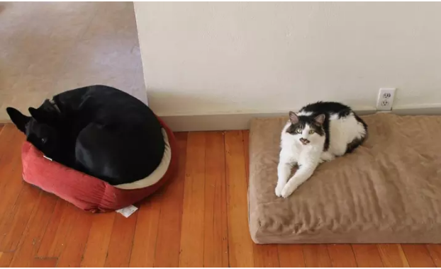 Illustration de l'article : 13 photos de chiens qui se sont fait voler leur couchage
