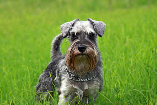 Illustration de l'article : 10 races de chiens dont l'espérance de vie est au dessus de la moyenne