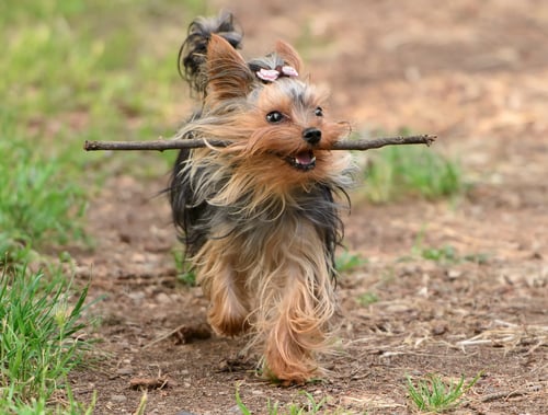 Illustration de l'article : 10 races de chiens dont l'espérance de vie est au dessus de la moyenne