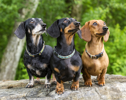 Illustration de l'article : 10 races de chiens dont l'espérance de vie est au dessus de la moyenne