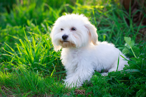 Illustration de l'article : 10 races de chiens dont l'espérance de vie est au dessus de la moyenne