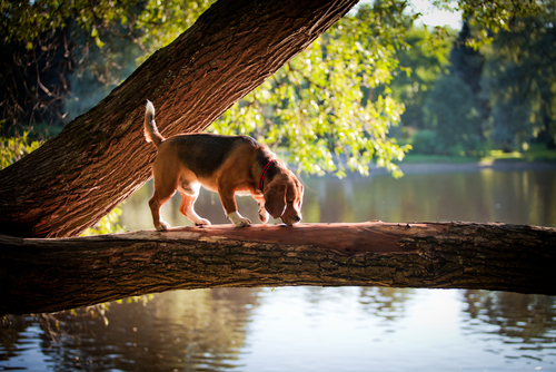 Illustration de l'article : 10 races de chiens dont l'espérance de vie est au dessus de la moyenne