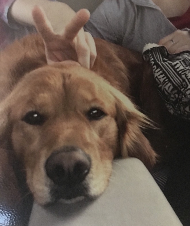 Illustration de l'article : Etats-Unis : Une chienne décède après avoir été atteinte par une flèche