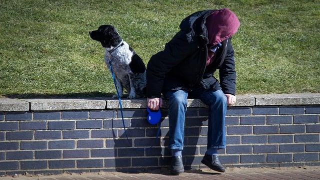 Illustration de l'article : 5 conseils à suivre avant de confier votre chien à quelqu'un d'autre